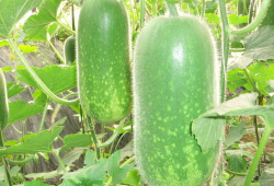 沧州吃瓜爆料视频大全,视频大全揭秘当地热点事件